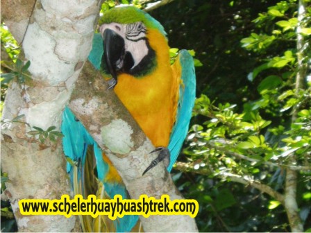 Aves de la Selva Puerto Maldonado
